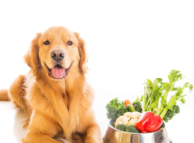 Các Loại Rau Củ Chó Nên Ăn Để Bổ Sung Chất Xơ