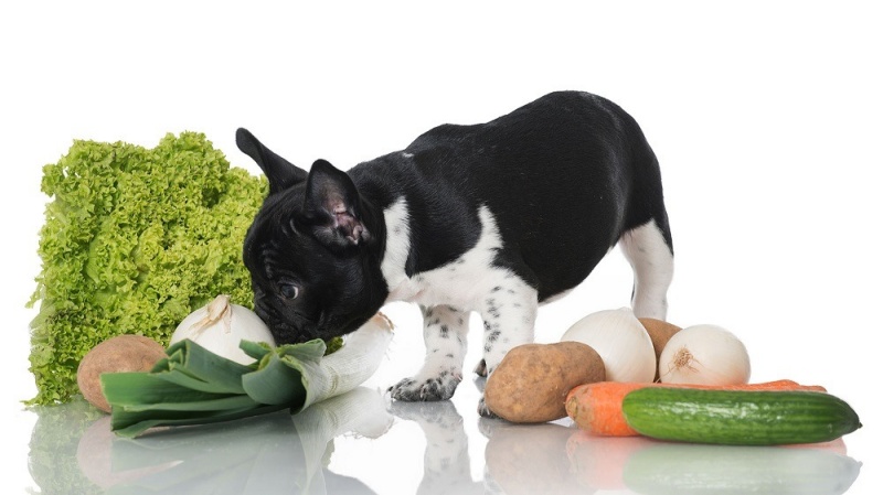 Các Loại Rau Củ Chó Nên Ăn Để Bổ Sung Chất Xơ